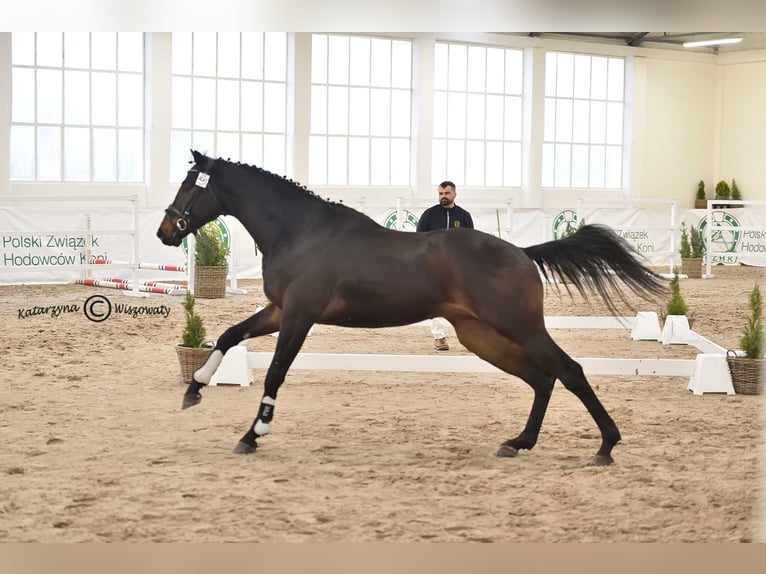 Koń angloarabski Ogier 6 lat 164 cm Ciemnogniada in Sitno