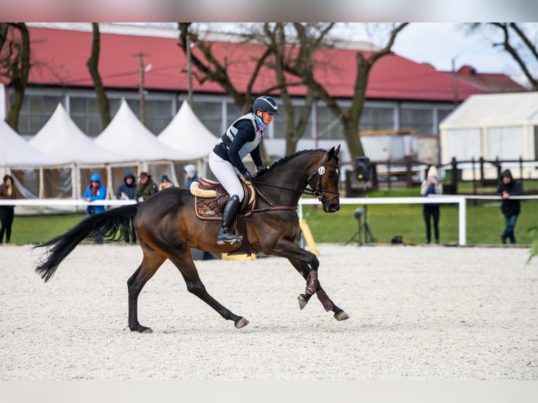 Koń angloarabski Ogier 6 lat 164 cm Ciemnogniada in Sitno