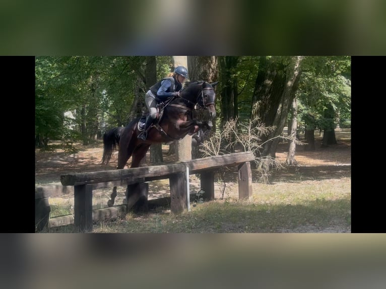 Koń angloarabski Ogier 6 lat 164 cm Ciemnogniada in Sitno