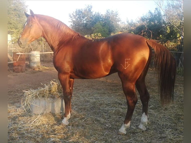 Koń angloarabski Ogier 7 lat 158 cm Kasztanowata in Cañada Rosal