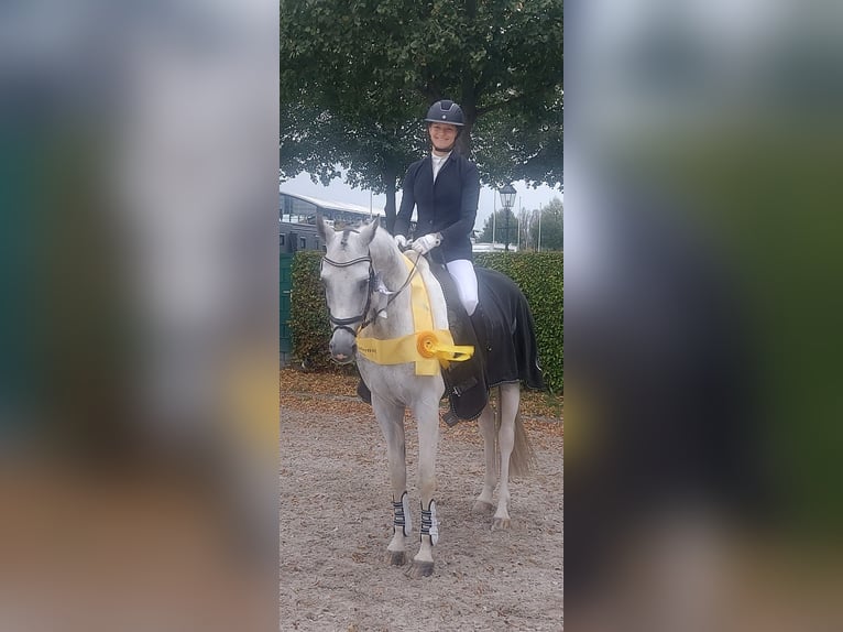 Koń angloarabski Ogier 7 lat 164 cm Srokata in Bad Oldesloe