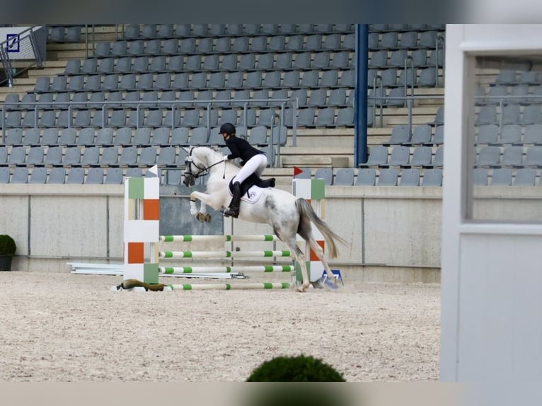 Koń angloarabski Ogier 7 lat 164 cm Srokata in Bad Oldesloe