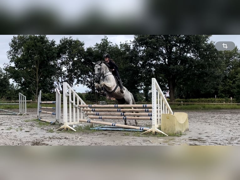 Koń angloarabski Ogier 7 lat 164 cm Srokata in Bad Oldesloe