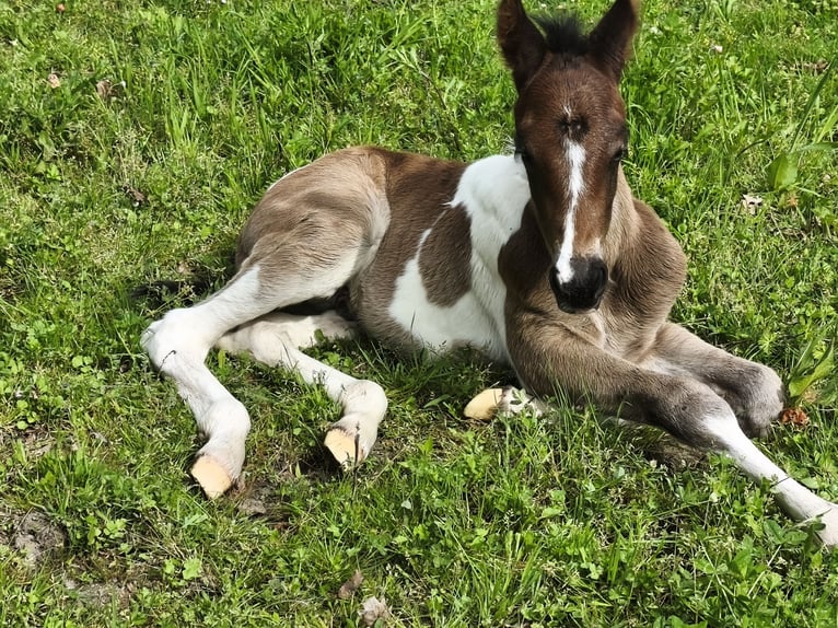 Koń angloarabski Ogier Źrebak (04/2026) 158 cm Tobiano wszelkich maści in Verrières-en-Anjou