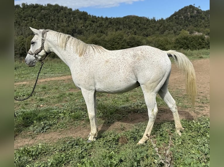 Koń angloarabski Wałach 10 lat 159 cm Siwa in Vic