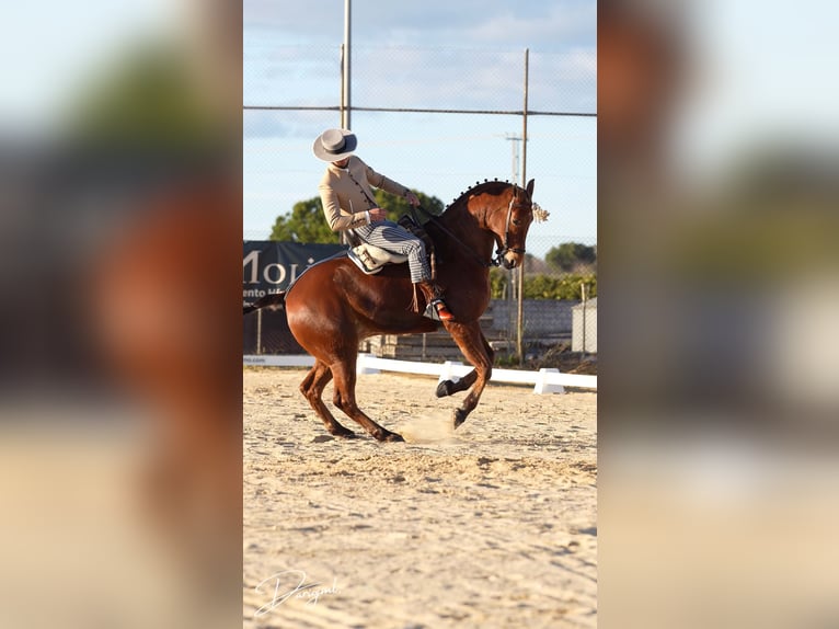 Koń angloarabski Wałach 10 lat 164 cm Gniada in Galaroza (Huelva)