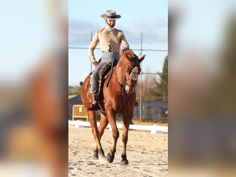 Koń angloarabski Wałach 10 lat 164 cm Gniada in Galaroza (Huelva)