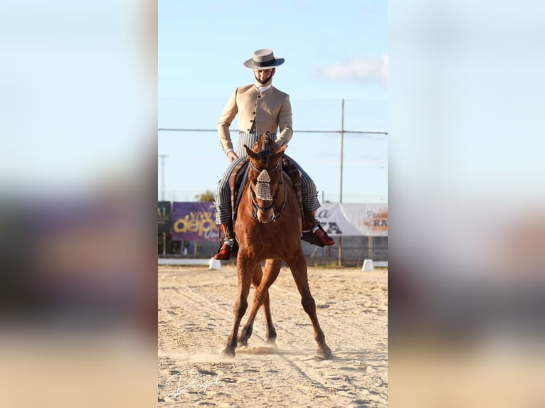 Koń angloarabski Wałach 10 lat 164 cm Gniada in Galaroza (Huelva)