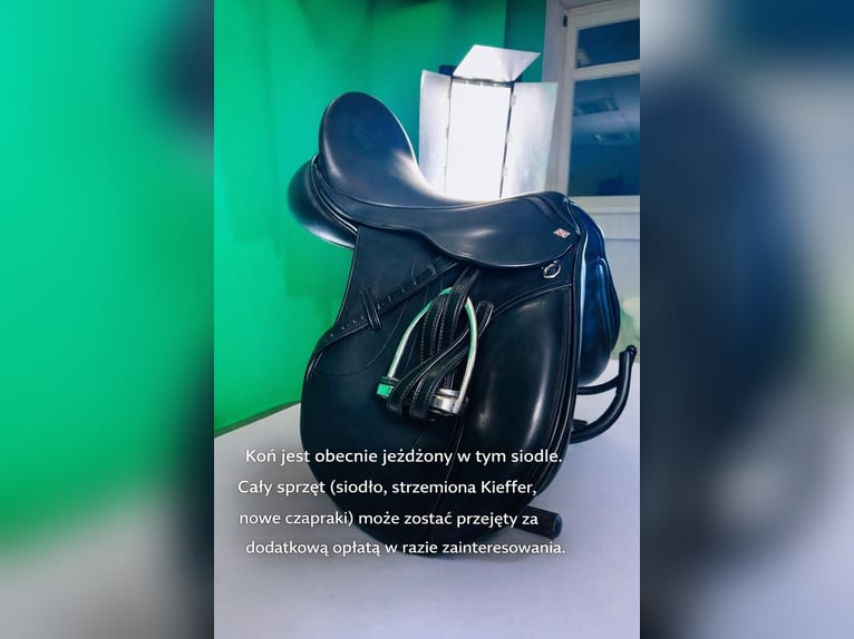 Koń angloarabski Wałach 10 lat 172 cm Ciemnogniada in Biskupiec