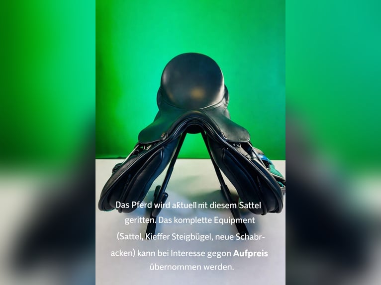 Koń angloarabski Wałach 10 lat 172 cm Ciemnogniada in Biskupiec