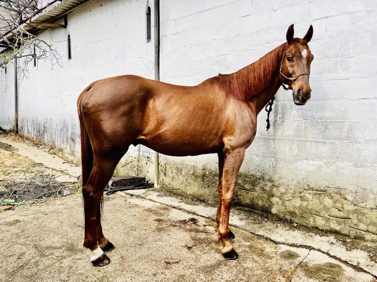 Koń angloarabski Wałach 11 lat 170 cm Kasztanowata in Pontevedra