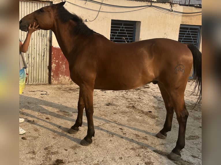 Koń angloarabski Mix Wałach 16 lat 160 cm Jasnogniada in Parque Industrial De Elche (Poligono Industrial)