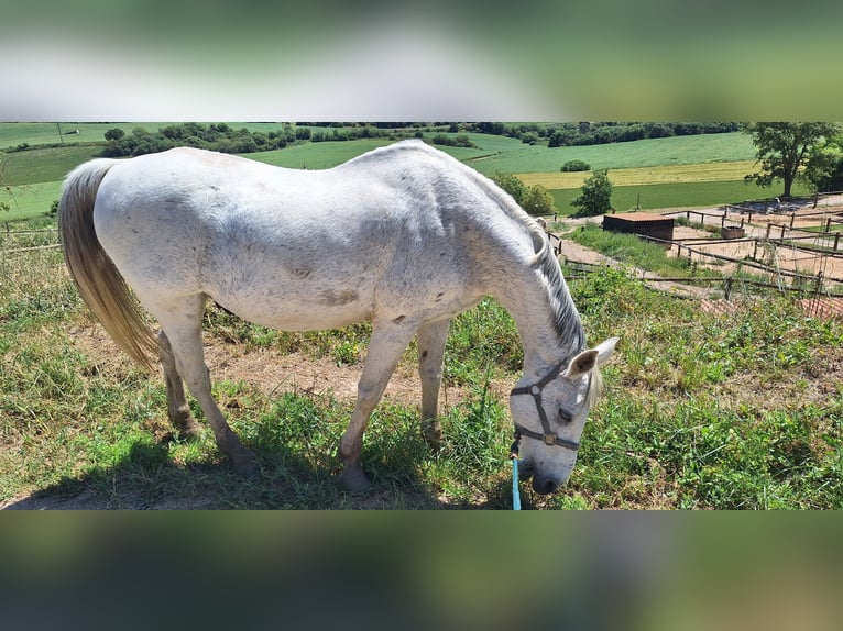 Koń angloarabski Wałach 21 lat 171 cm Siwa in Calaf