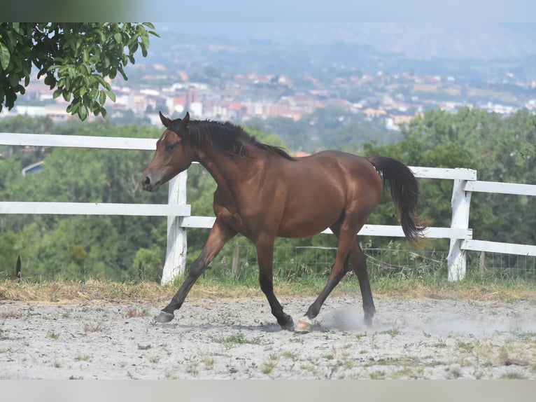 Koń angloarabski Wałach 2 lat 155 cm Gniada in Siero