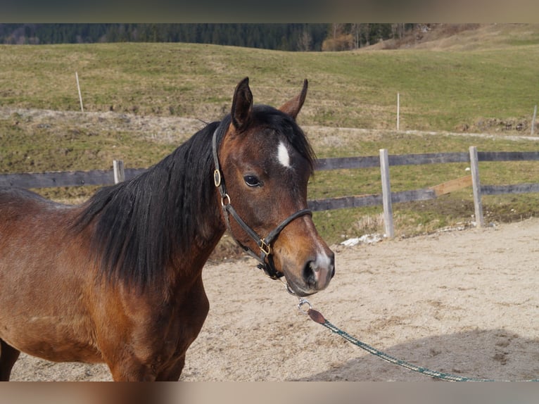 Koń angloarabski Wałach 2 lat 158 cm Stalowosiwy in Achenkirch