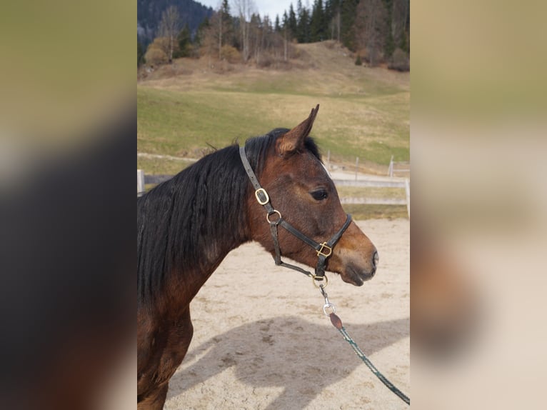 Koń angloarabski Wałach 2 lat 158 cm Stalowosiwy in Achenkirch