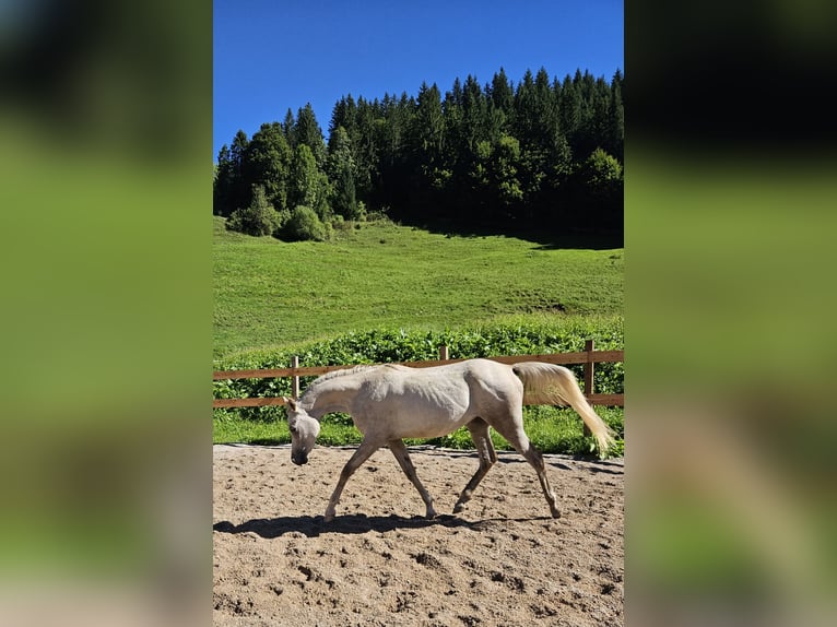 Koń angloarabski Wałach 3 lat 160 cm Może być siwy in Achenkirch
