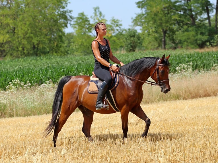 Koń angloarabski Wałach 5 lat 155 cm Gniada in P&#xE9;r