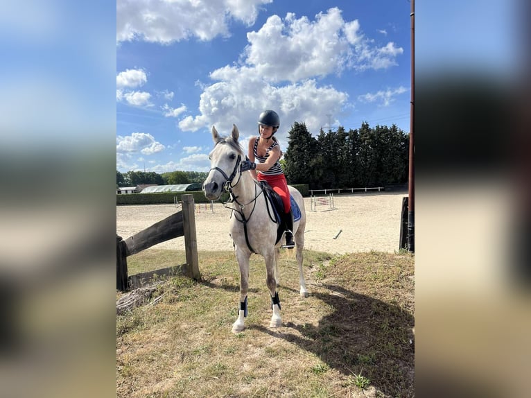 Koń angloarabski Wałach 6 lat 146 cm Siwa in Vlezenbeek