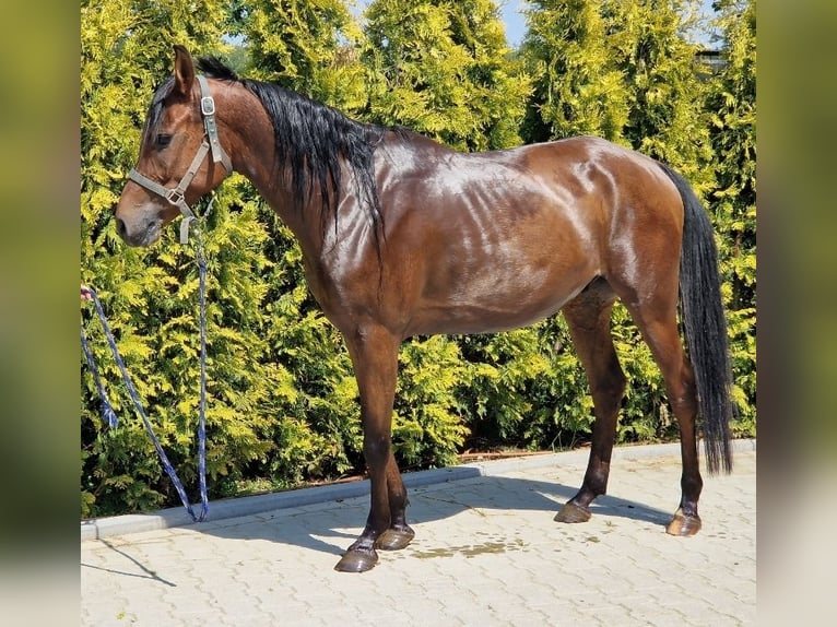 Koń angloarabski Wałach 7 lat 153 cm Gniada in Nettetal