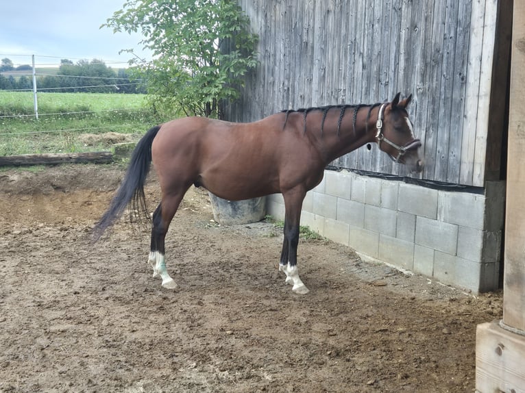 Koń angloarabski Wałach 8 lat 155 cm Gniada in Oberpullendorf