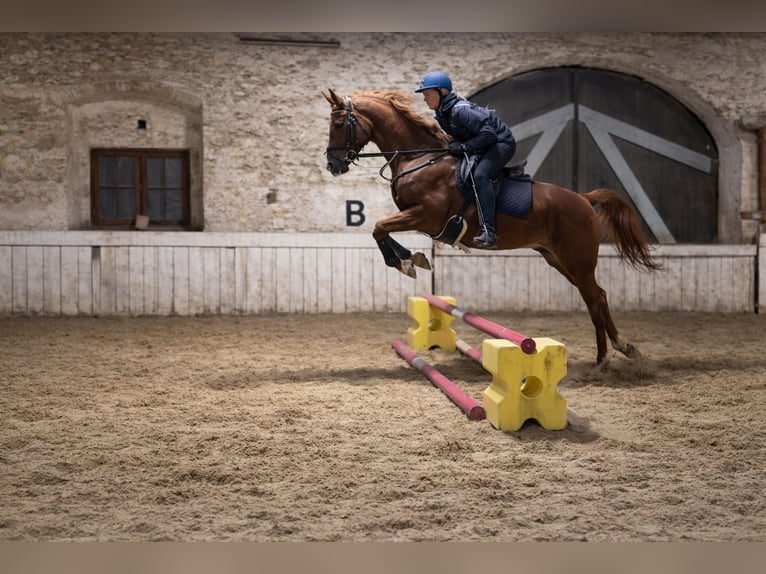 Koń angloarabski Wałach 8 lat 165 cm Kasztanowata in Feldkirchen an der Donau