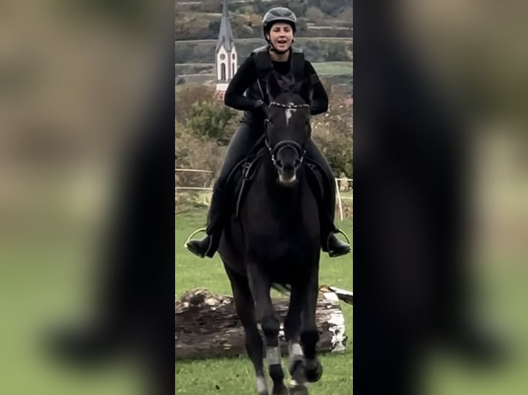 Koń angloarabski Wałach 8 lat 169 cm Skarogniada in Breisach am Rhein