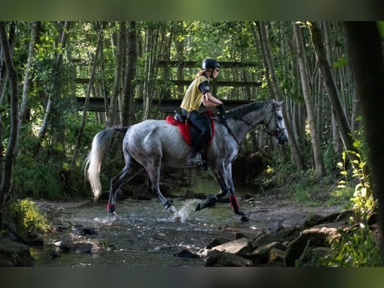 Koń angloarabski Wałach 9 lat 165 cm Siwa in Rotenburg an der Fulda