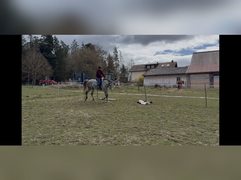 Koń angloarabski Wałach 9 lat 170 cm Siwa jabłkowita in Ebhausen