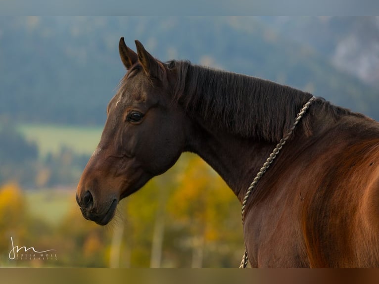 Koń angloarabski Mix Wałach 12 lat 155 cm Ciemnogniada in Walchsee