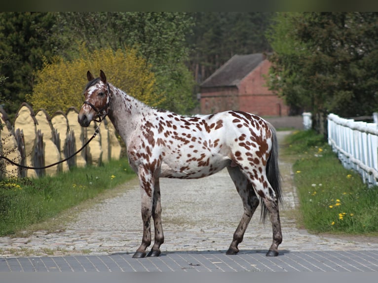 Koń angloarabski Mix Wałach 3 lat 164 cm Tarantowata in Santok