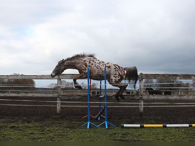 Koń angloarabski Mix Wałach 3 lat 164 cm Tarantowata in Santok