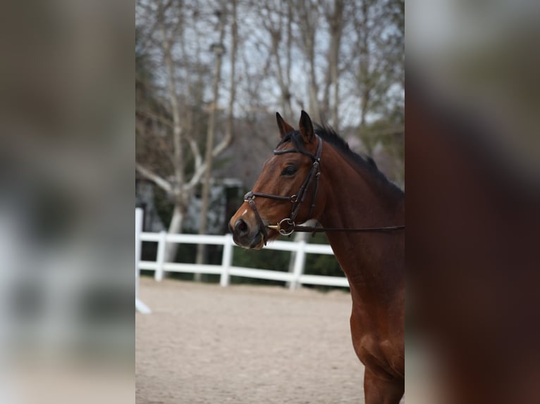 Koń angloarabski Wałach 6 lat 165 cm Gniada in Madrid