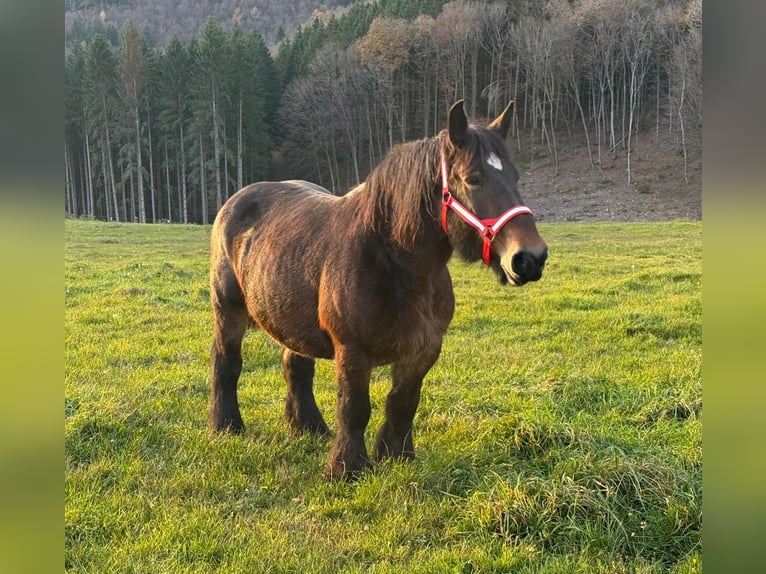 Koń ardeński Klacz 12 lat 160 cm Gniada in Daleiden