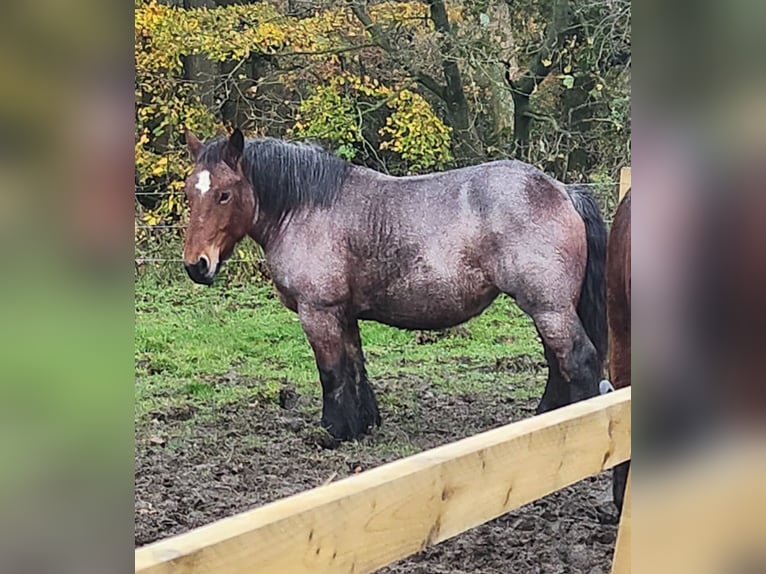 Koń ardeński Klacz 5 lat 154 cm Gniadodereszowata in Dunfermline