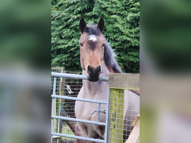 Koń ardeński Klacz 5 lat 154 cm Gniadodereszowata in Dunfermline