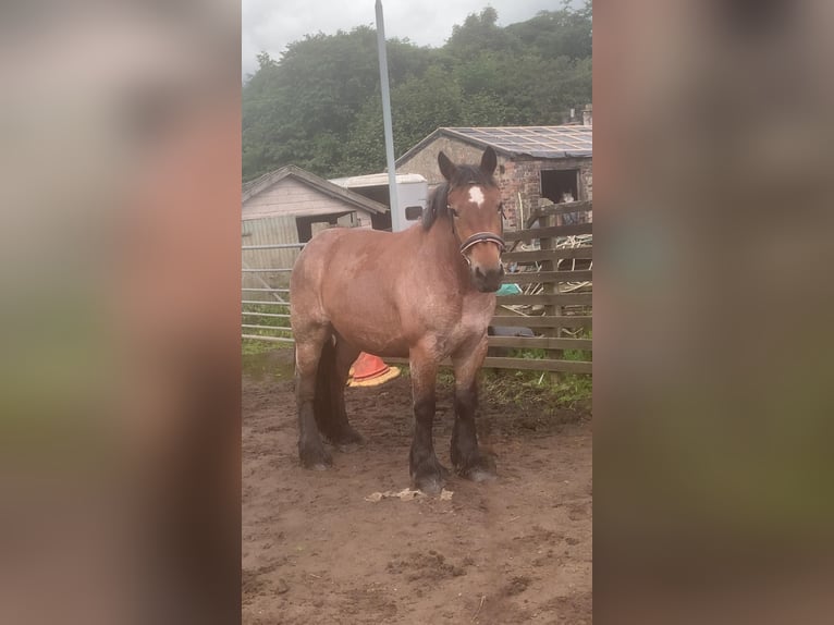Koń ardeński Klacz 5 lat 154 cm Gniadodereszowata in Dunfermline