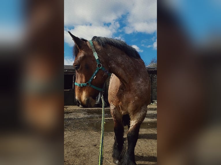 Koń ardeński Klacz 5 lat 154 cm Gniadodereszowata in Dunfermline