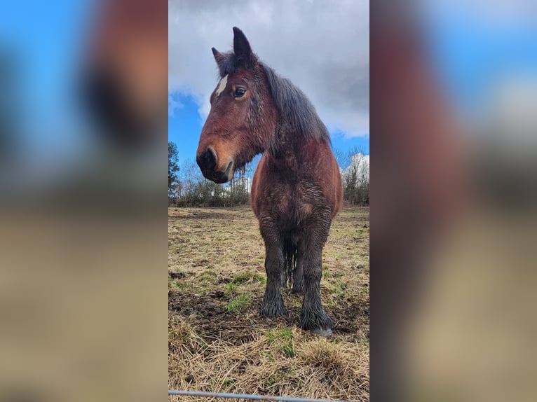 Koń ardeński Klacz 5 lat 154 cm Gniadodereszowata in Dunfermline