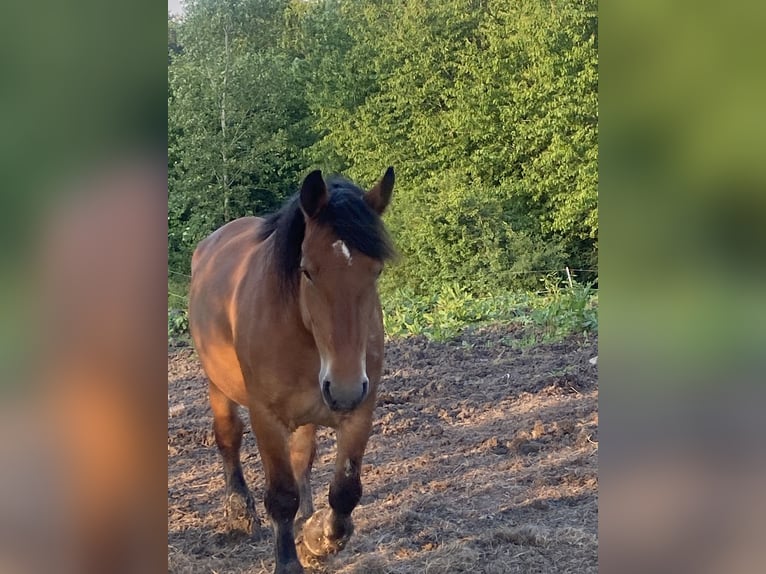 Koń ardeński Klacz 9 lat 160 cm Gniada in Waldeck