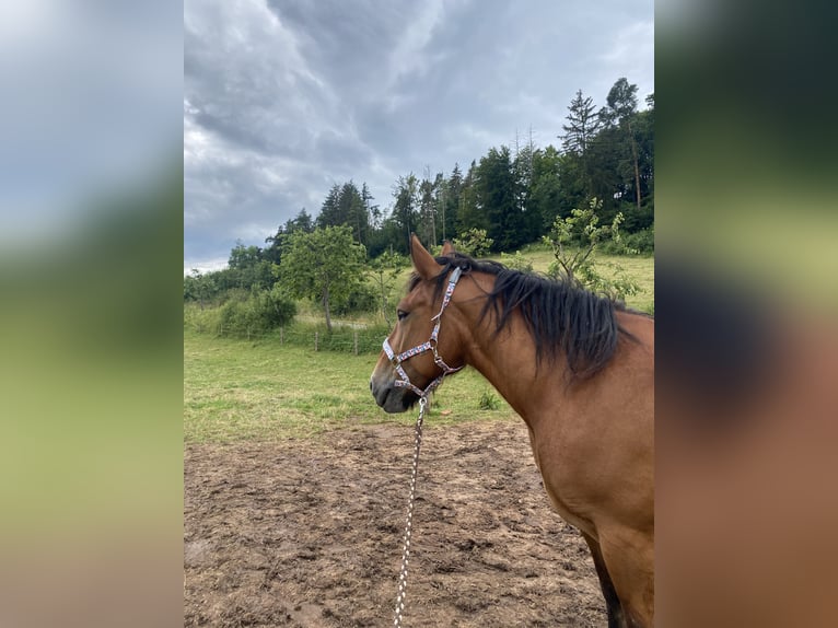 Koń ardeński Klacz 9 lat 160 cm Gniada in Waldeck