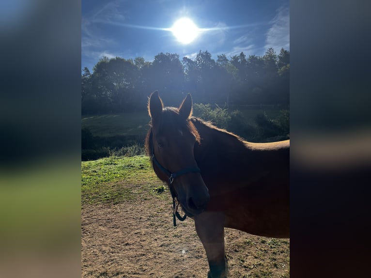 Koń ardeński Klacz 9 lat 160 cm Gniada in Waldeck