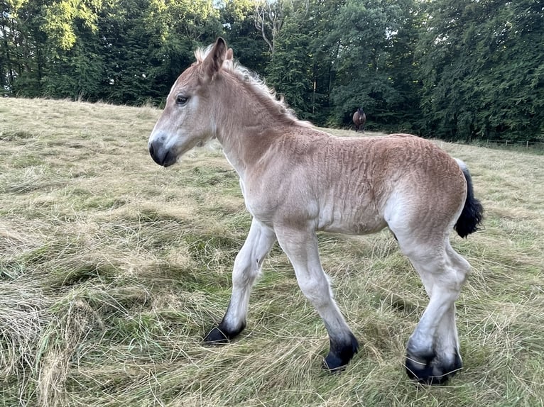 Koń ardeński Ogier 1 Rok Gniada in Diekirch