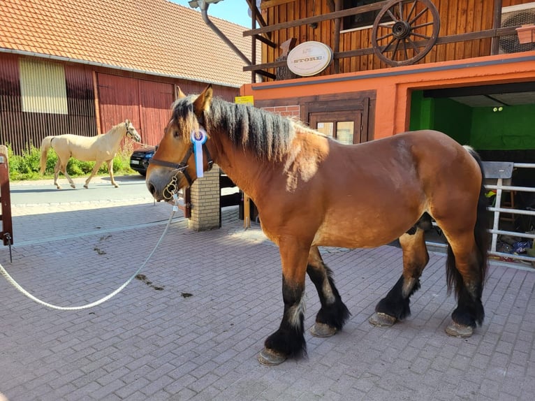 Koń ardeński Ogier Gniada in Lamspringe