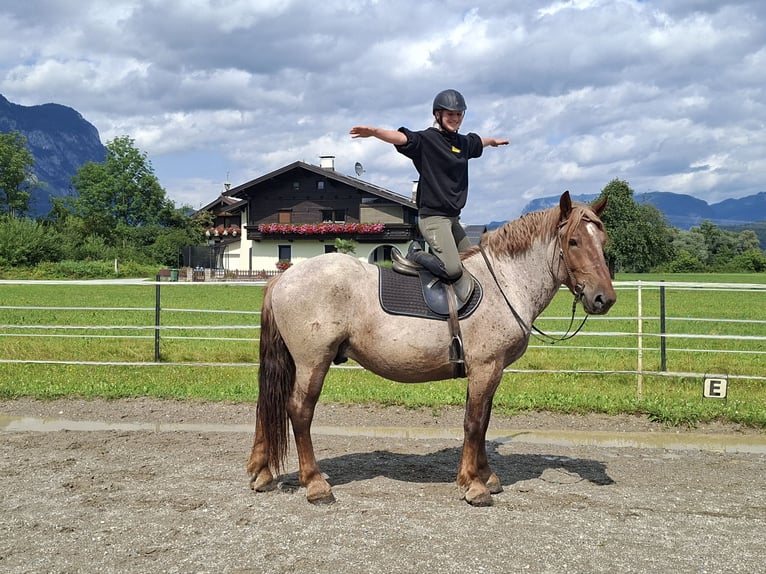 Koń ardeński Wałach 4 lat 158 cm Kasztanowatodereszowata in Kirchbichl