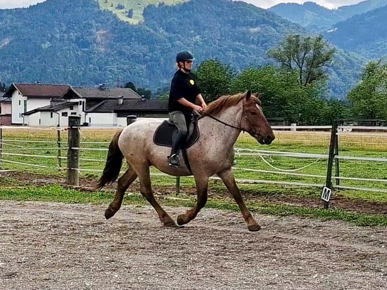 Koń ardeński Wałach 4 lat 158 cm Kasztanowatodereszowata in Kirchbichl