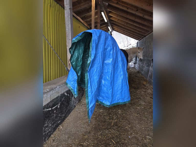 Koń ardeński Wałach 4 lat 160 cm Kara in Schramberg