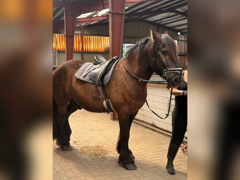 Koń ardeński Mix Wałach 4 lat Kara in Ganderkesee