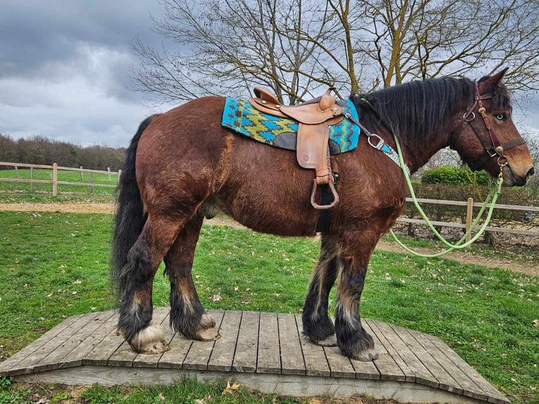 Koń ardeński Wałach 7 lat 170 cm Gniada in Linkenbach