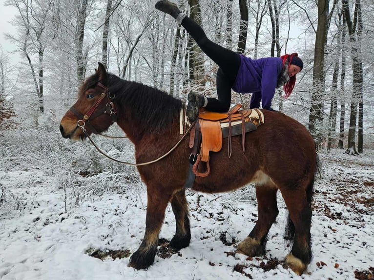 Koń ardeński Wałach 7 lat 170 cm Gniada in Linkenbach